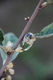 1ct Round Cut Blue Sapphire Engagement Ring Floral Petal Leaf 14k WhiteGold Over