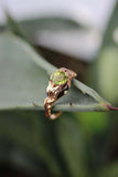 1ct Round Green Peridot Engagement Ring Leaf Vine Solitaire 14k Rose Gold Finish