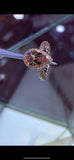 5Ct Pear Cut Peach Morganite Solitaire Halo Engagement Ring 14k Rose Gold Finish